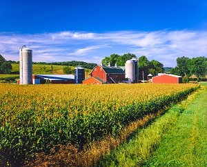 corn crop with barns and silos in background